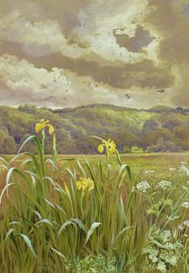Iris en Fluitenkruid